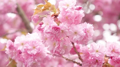 Sakura. Cherry branch with flowers in spring bloom 스톡 동영상 198320105