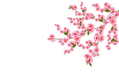 Sakura. Cherry branches with delicate pink flowers, leaves and buds. Isolated Stock Illustration
