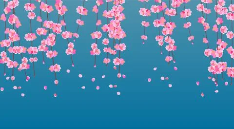 Sakura. Cherry branches with delicate pink flowers and buds. The petals fall  Stock Illustration