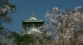 Sakura Cherry Tree Detail Close Up Osaka Castle Buildin Japanese Landmark Spring HD Footage