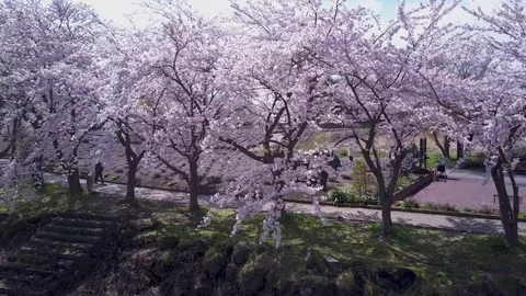 Sakura Cherry Tree Grove In Bloom, Fuji Japan Stock Footage 81534816