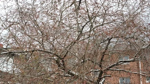 Sakura Cherry Tree Just Before Blossom with Snow, Reveal Shot Stock Footage 192846595