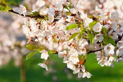 Sakura cherry tree pink flowers blossom in springtime green background Stock Photos