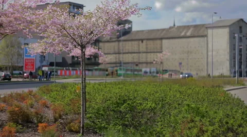 Sakura in city. 動画素材 49462431