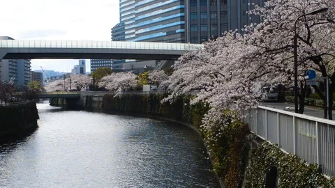 Sakura cityscape 動画素材 127037134