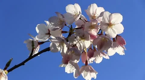 Sakura Close up Blue Sky 스톡 동영상 22331226
