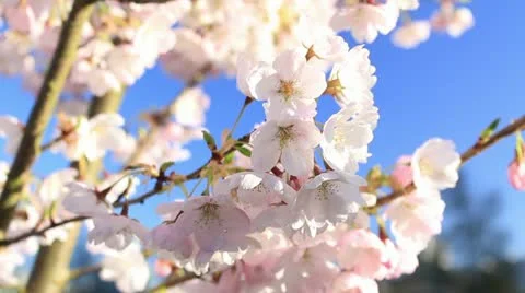 Sakura Close Up Bright 스톡 동영상 22331087