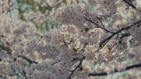 Sakura Close Up with Soft Pink Cherry Blossom Petals Stock Footage 334816594