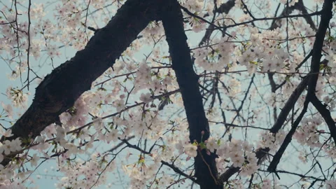 Sakura Close Up with Soft Pink Cherry Blossom Petals Stock Footage 334816720