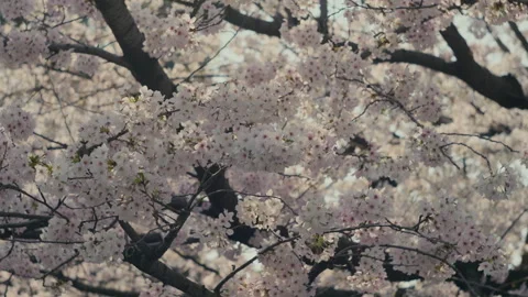 Sakura Close Up with Soft Pink Cherry Blossom Petals Stock Footage 334816826
