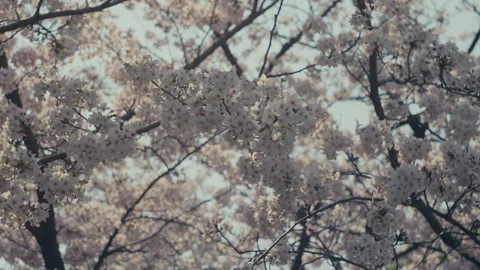 Sakura Close Up with Soft Pink Cherry Blossom Petals Stock Footage 334816907