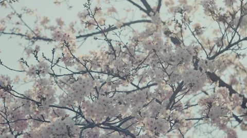 Sakura Close Up with Soft Pink Cherry Blossom Petals Stock Footage 334816986