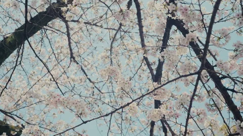 Sakura Close Up with Soft Pink Cherry Blossom Petals Stock Footage 334817041