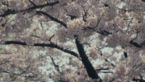 Sakura Close Up with Soft Pink Cherry Blossom Petals Stock Footage 334817130