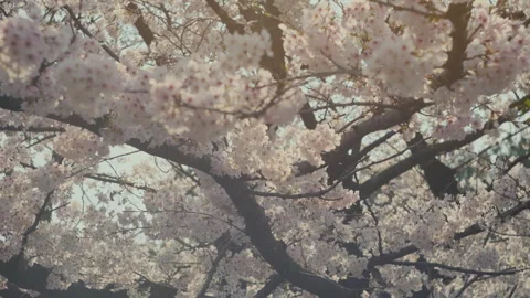 Sakura Close Up with Soft Pink Cherry Blossom Petals Stock Footage 334847467