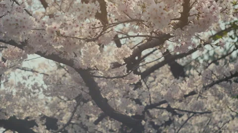 Sakura Close Up with Soft Pink Cherry Blossom Petals Stock Footage 334847686