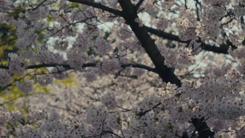 Sakura Close Up with Soft Pink Cherry Blossom Petals Stock Footage 334848019