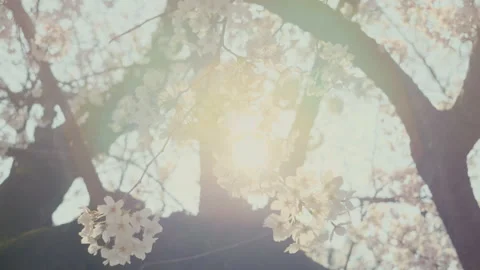 Sakura Close Up with Soft Pink Cherry Blossom Petals Stock Footage 334848111