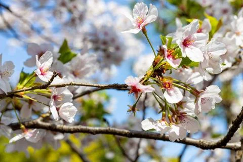 Sakura Closeup in Sunlight Stock Photos