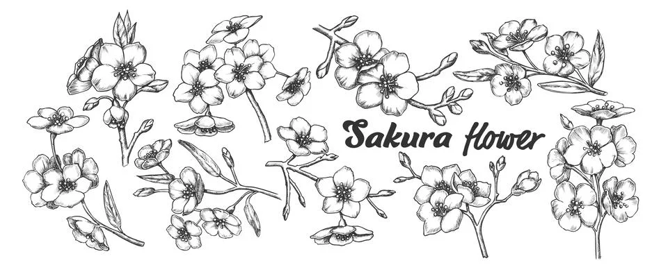 Sakura Collection Tree Branches Set Vintage Vector Stock Illustration