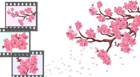 Sakura. curved branches of a cherry tree with small flowers and cherry buds a Stock Illustration