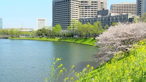Sakura-dai Moat and Spring Flowers Stock Footage 327559479