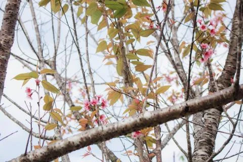 Sakura with dries branches. Stock Photos