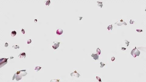 Sakura Fall Stock Footage 240648006