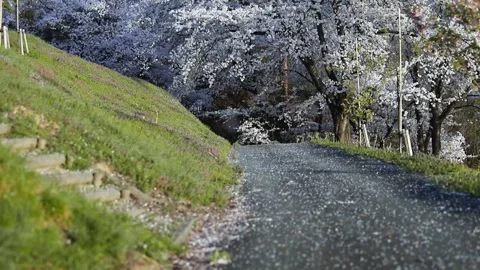 Sakura floating down in the wind Stock Footage 238426694