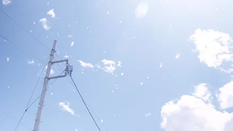 Sakura floating in the wind 库存影片 247301937