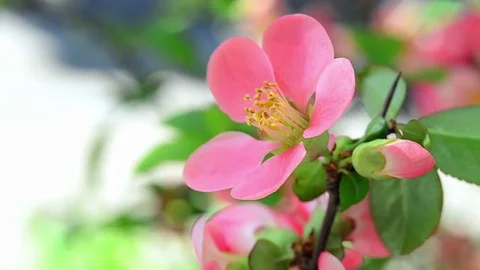 Sakura flower bloom Stock Footage 70330157