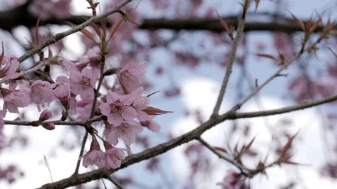 Sakura flower blooming Stock Footage 87183713