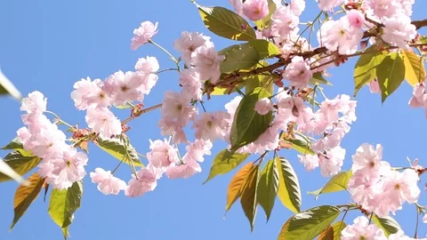 Sakura flower, blossoming cherry tree in full bloom on blue sky background. Stock Footage 127525599