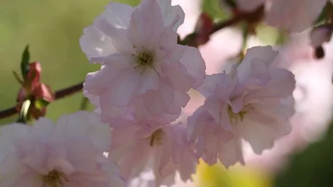 Sakura flower, blossoming cherry tree in full bloom on blue sky background. Stock Footage 127525634