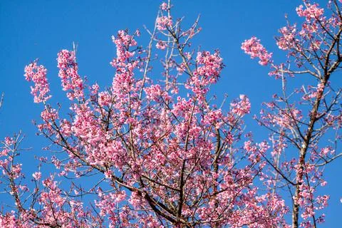 Sakura flower in the blue sky Stock Photos
