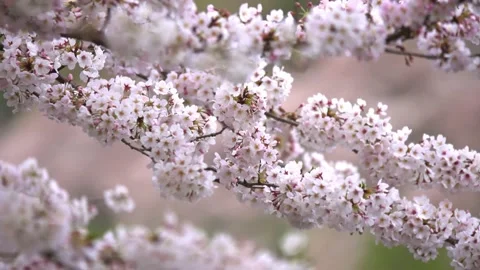 Sakura flower branches swaying in the wind 스톡 동영상 159221577