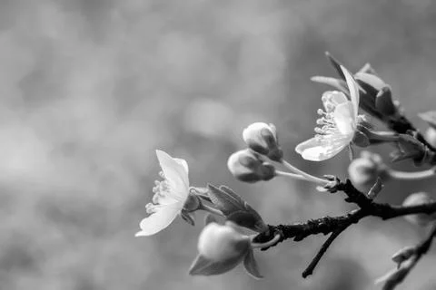 Sakura flower cherry Stock Photos