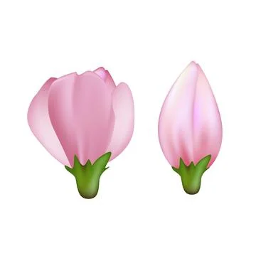 Sakura flower cherry vector Stock Illustration