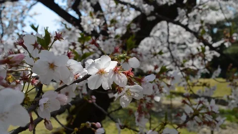 Sakura flower close up 動画素材 127034944