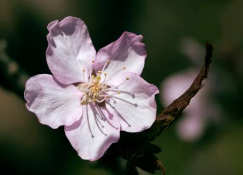 Sakura flower, close-up Stock Photos
