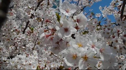 Sakura flower closeup 動画素材 127036174
