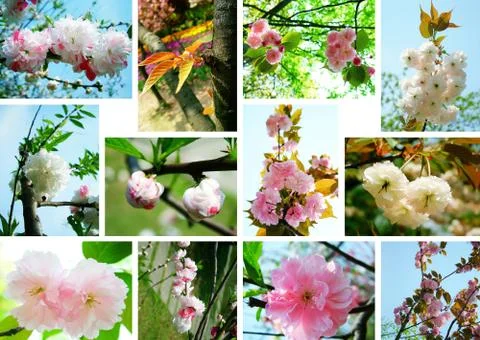 Sakura flower collage background Stock Photos