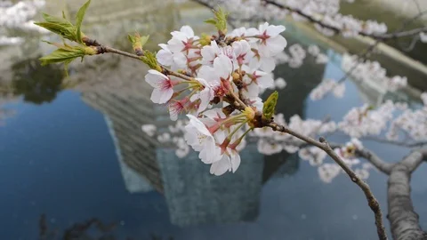 Sakura flower dancing on a river 動画素材 127040851