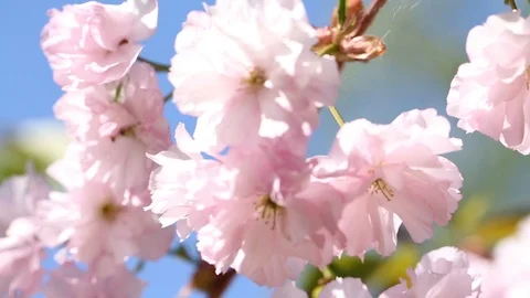Sakura flower Stock Footage 127525649