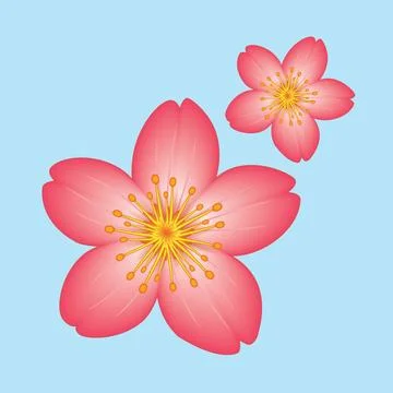 Sakura Flower illustration EPS Vector Stock Illustration