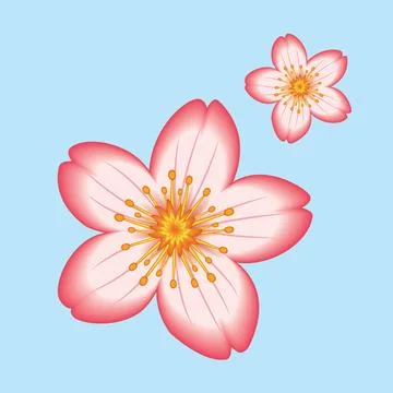Sakura Flower illustration EPS Vector Stock Illustration