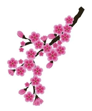 Sakura Flower Isolated on White Background. Vector Illustration EPS10 Illustrazione stock