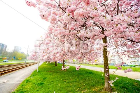 Sakura Flower Or Cherry Blossom With Beautiful Background