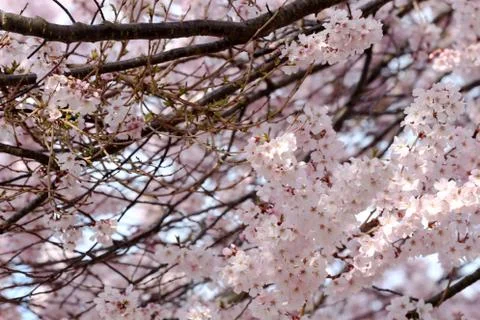 Sakura flower or cherry blossoms. Stock Photos