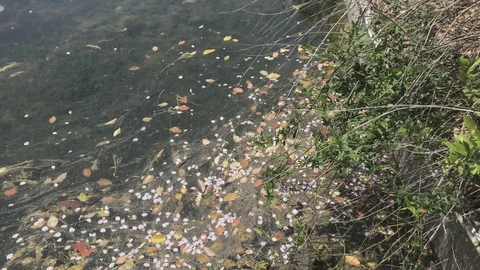 Sakura flower petal float in a riverside corner with the wave in the pond Stock Footage 130090289
